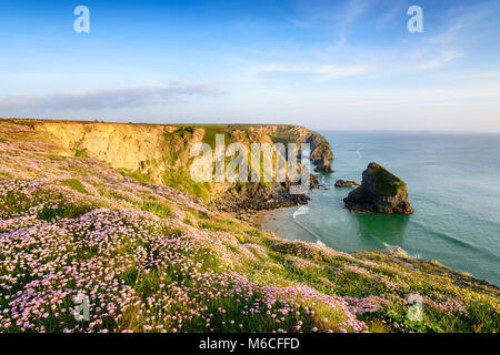 Sparsamkeit in der Blüte auf Klippen oberhalb Bedruthan Steps Strand an der Küste von Cornwall in der Nähe von Newquay Stockfoto