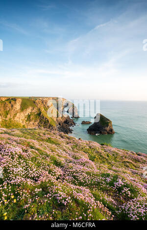 Abend Sommer auf Klippen oberhalb Bderuthan Schritte auf die Küste von Cornwall Stockfoto