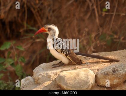 Nördlicher Rotschnabelhornschnabel (Tockus erythrorhynchus), der auf einem Felsen im Serengeti-Nationalpark in Tansania thront. Detaillierte und Nahaufnahme der Seitenansicht. Stockfoto