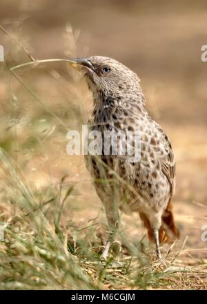 Detaillierte Nahaufnahme der Front des Schwanzwebers (Histurgops ruficaudus), der Gras zum Nest aufnimmt. Aufgenommen in der Serengeti, Tansania Stockfoto