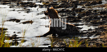 Spotted Hyena (Crocuta crocuta), die ein schlammiges Bad in einem Fluss mit schwachem Licht nimmt, das von der Kameraseite weg schaut. Aufgenommen in der Serengeti, Tansania. Stockfoto