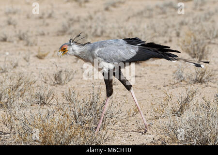 Sekretär (Sagittarius serpentarius), Erwachsener, auf der Suche nach Beute, konzentriert, Kgalagadi Transfrontier Park, Northern Cape Stockfoto