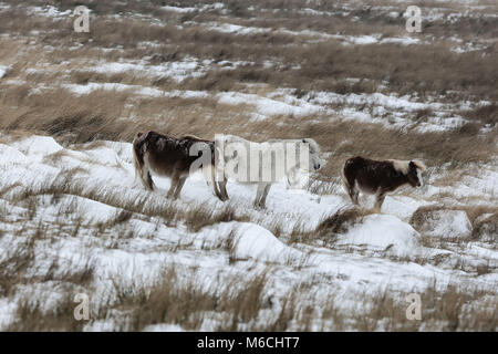 Wetter BILD WALES dargestellt: Drei Ponys auf gemeinsame durch die ein 4059 zwischen Penderyn und Geschichte Waffen, Brecon Beacons in South Wales, UK. Freitag, 02 März Stockfoto