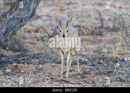 Steinböckchen (Raphicerus campestris), erwachsenen Mann in der Dämmerung, Alert, Kgalagadi Transfrontier Park, Northern Cape, Südafrika Stockfoto