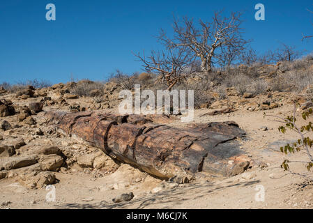 Versteinerte Baumstamm, versteinerten Wald, Damaraland, Namibia, Afrika