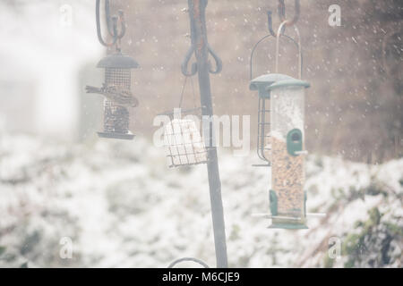 Sparrow Fütterung auf futterhäuschen im Winter bei gefrorenem Schnee und Eis in Cornwall, Großbritannien Stockfoto