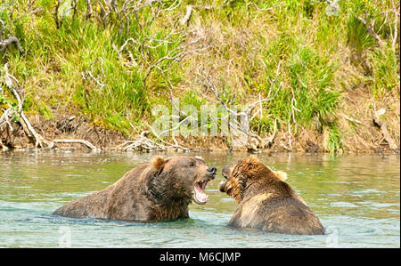 Zwei verärgerte riesige Braunbären argumentieren und ihre Zähne in einem Kampf in einem Fluss im Katmai Halbinsel, Alaska. Die Tierwelt in Alaska Gebiet Stockfoto