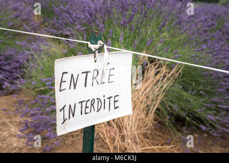 Verboten Zugang zu den Lavendelfeldern Valensole Forcalquier Alpes-de-Haute-Provence Provence-Alpes-Cote d'Azur Frankreich Stockfoto