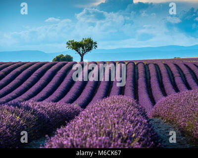 Lavendelfelder Plateau von Valensole Forcalquier Alpes-de-Haute-Provence Provence-Alpes-Cote d'Azur Frankreich Stockfoto