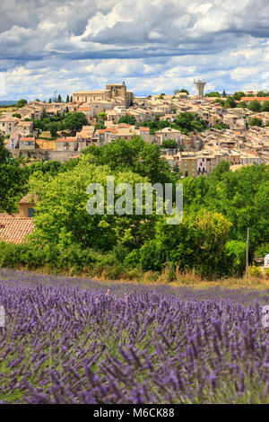 Lavendelfelder Valensole Forcalquier Alpes-de-Haute-Provence Provence-Alpes-Cote d'Azur Frankreich Stockfoto