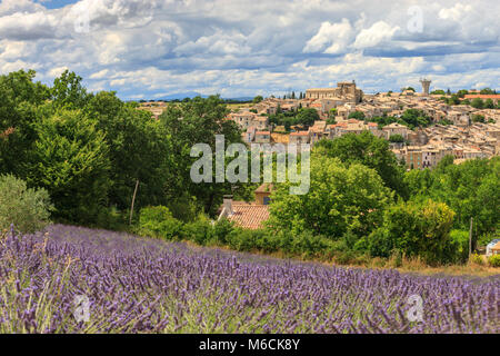 Lavendelfelder Valensole Forcalquier Alpes-de-Haute-Provence Provence-Alpes-Cote d'Azur Frankreich Stockfoto