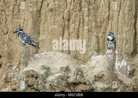 Pied Kingfisher (Ceryle rudis) auf Klippe - Gesicht, Falls National's "urchison Park', Uganda, Afrika Stockfoto