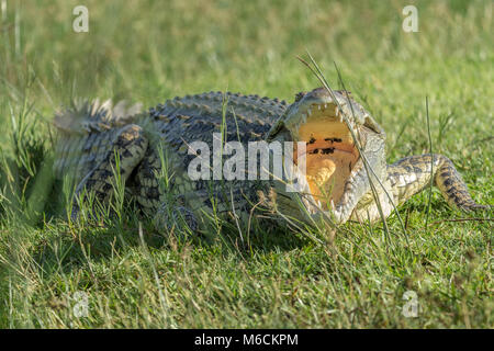 Nilkrokodil Kühlung ausgeschaltet, falls National's "urchison Park', Uganda, Afrika Stockfoto