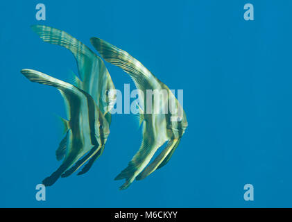 Drei longfin batfish juvenile (Platax teira) Schwimmen unter Wasser Oberfläche von Bali, Indonesien Stockfoto