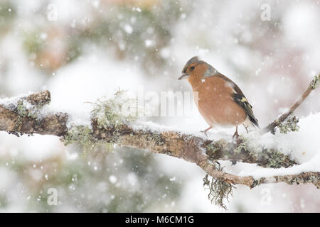 Buchfink (männlich) im Winter Stockfoto