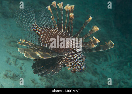 Indopazifik Rotfeuerfische (Pterois volitans) schwimmen über Korallen von Bali Stockfoto