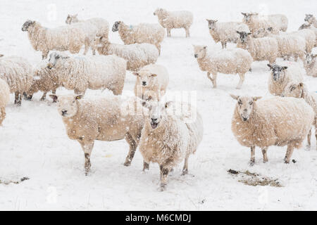 Schafe im Schnee - Schottland, Großbritannien Stockfoto