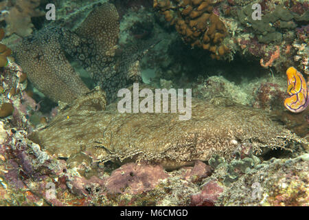 Tasseled wobbegong Hai (Eucrossorhinus dasypogon) ruht auf meeresgrund von Raja Ampat, Indonesien Stockfoto