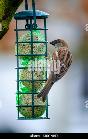 Nahaufnahme, Porträt einer gemeinsamen Sparrow hocken auf einem Bird Feeder Stockfoto