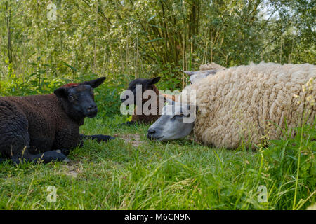 Weiße und schwarze Schaf liegend im Gras an einem heißen Sommertag Stockfoto