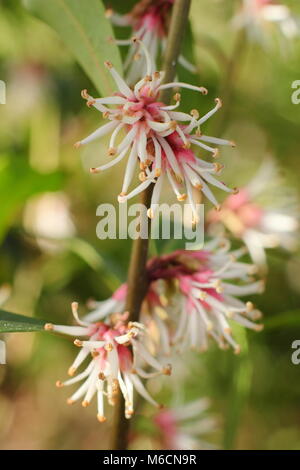 Duftende winter blumen von Sarcococca hookeriana var. digyna 'Purple Stammzellen', süß, blühen in einem Garten im Januar, Großbritannien Stockfoto