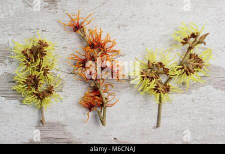 Zaubernuss Sorten L-R: Hamamelis x intermedia GITHAGO, Hamamelis x intermedia Jelena, Hamamelis x intermedia Primavera Stockfoto