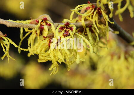 Krakeligen Blüten von hamamelis x INTERMEDIA 'Arnold Promise' Hamamelis, Blüte im Januar, Großbritannien Stockfoto