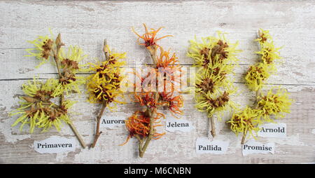 Hamamelis. Zaubernuss L-R: H. x intermedia AURORA, H. x intermedia ARNOLD PROMISE, H. x intermedia Jelena, H. x intermedia GITHAGO Stockfoto