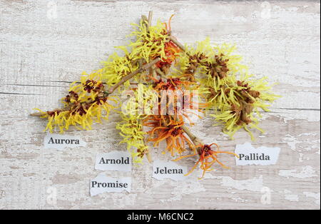 Hamamelis. Witch Hazels L-R: Hamamelis x intermedia AURORA, Hamamelis x intermedia ARNOLD PROMISE, Hamamelis x intermedia Jelena, Hamamelis GITHAGO Stockfoto