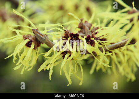 Hamamelis Pallida Witch Hasel blüht im Januar. HAMAMELIS x INTERMEDIA 'PALLIDA' aAlso genannt Hamamelis mollis 'Pallida'. VEREINIGTES KÖNIGREICH Stockfoto