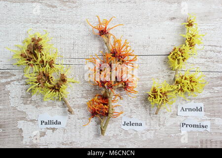 Hamamelis. Witch hazels L-R: H. x intermedia Githago, H. x iintermeida Jelena, H. x intermedia Arnold Promise, Winter blühender Strauch. Stockfoto