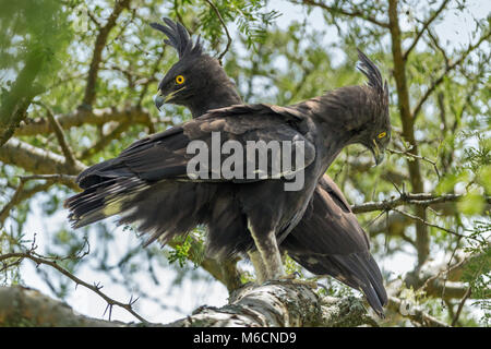 Männliche und weibliche Lange-Crested Eagle (Lophaetus occipitalis), Queen Elizabeth National Park, Uganda, Afrika Stockfoto