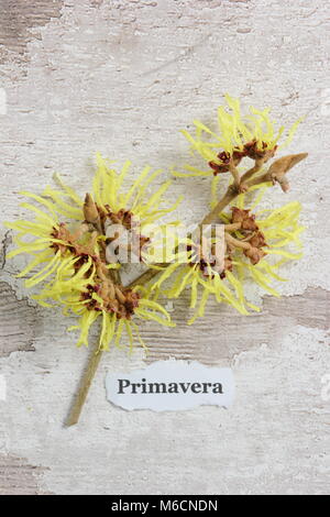 Krakeligen Blüten von HAMAMELIS X INTERMEDIA 'Primavera' Hamamelis Stockfoto