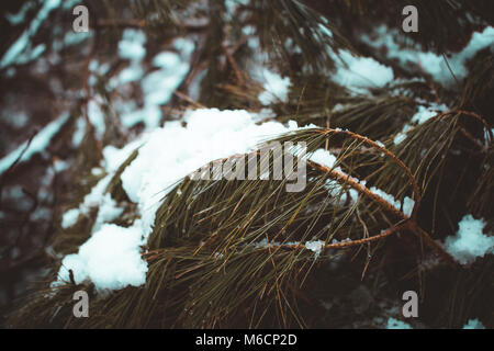 Schneefall in San Rossore Stockfoto