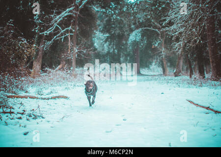 Schneefall in San Rossore Stockfoto