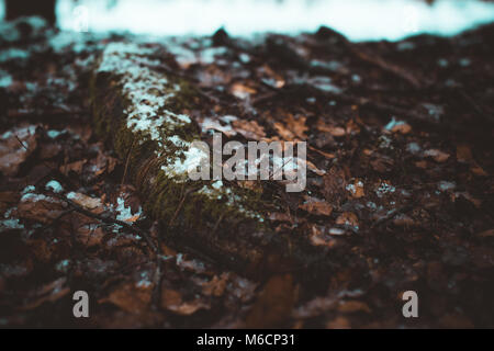 Schneefall in San Rossore Stockfoto