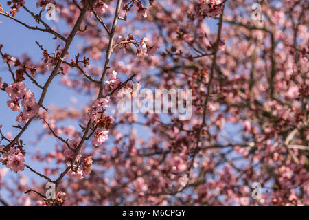 In der Nähe von mehrere cherry tree branches mit rosa Kirschblüten Stockfoto