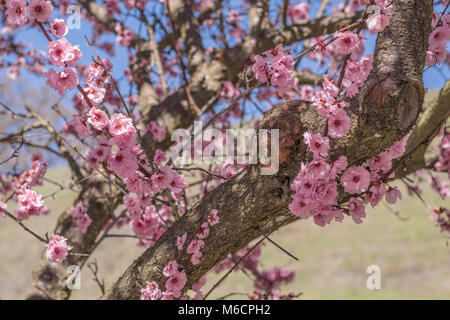 In der Nähe von mehrere cherry tree branches mit rosa Kirschblüten Stockfoto