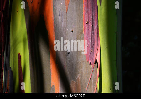 Rainbow Eukalyptus entlang der Hana Highway auf Maui, Hawaii Stockfoto