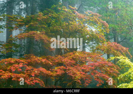 Japanischer Ahorn in Nebel, Farn Schlucht Garten, Mill Valley, Kalifornien Stockfoto