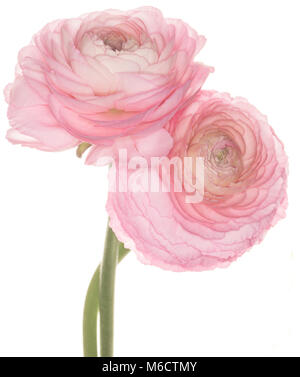 Rosa Ranunculus asiaticus isoliert auf weißem Hintergrund Stockfoto