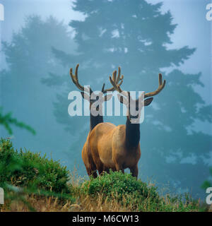 Roosevelt elk, Sinkyone Wilderness State Park, Lost Coast, Mendocino County, Kalifornien Stockfoto