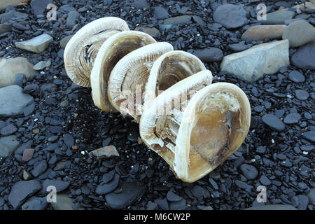 Riesenhai Stockfotografie - Alamy
