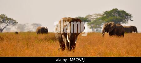 Buschelefant (Loxodonta africana), der zwischen einer Herde durch Savanne zur Kamera läuft. Serengeti-Nationalpark, Tansania. Stockfoto