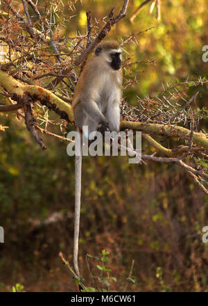 Schwarzer Samtaffe (Chlorocebus pygerythrus), der auf einem Baum im Serengeti-Nationalpark in Tansania sitzt, mit dem Schwanz, der unten baumelt. Stockfoto