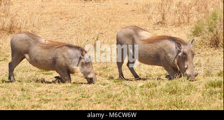 Ein männliches und weibliches Paar von gewöhnlichem Warzenschwein (Phacochoerus africanus), das Futter und Nahrung ernährt. Serengeti-Nationalpark, Tansania. Stockfoto