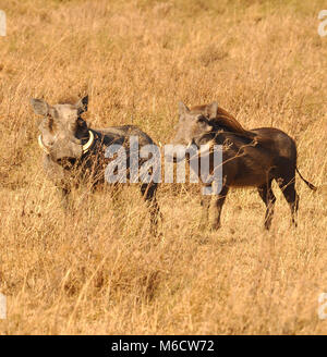 Ein männliches und weibliches Paar von gewöhnlichem Warzenschwein (Phacochoerus africanus), das Futter und Nahrung ernährt. Serengeti-Nationalpark, Tansania. Stockfoto