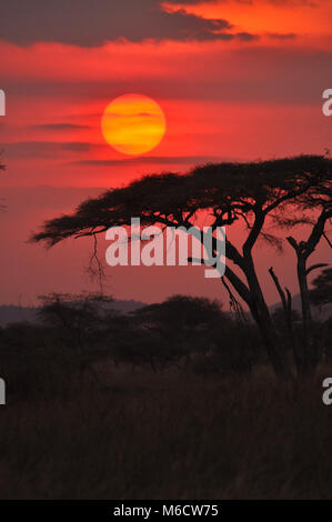 Afrikanischer Sonnenuntergang, der Bäume und Wolken mit Savanne umraunet. Gefangen in der Serengeti Stockfoto