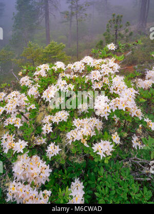 Western Azalea, Rhododendron occidentale, sechs Flüsse National Forest, Smith River National Recreation Area, Kalifornien Stockfoto