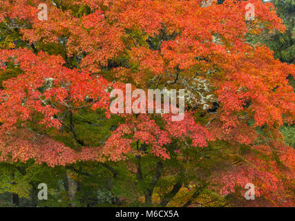 Herbst, japanische Ahorn, Acer palmatum, Mill Valley, Kalifornien Stockfoto